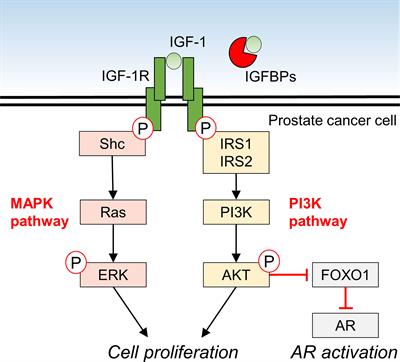 Connecting the Dots Between the Gut–IGF-1–Prostate Axis: A Role of IGF-1 in Prostate Carcinogenesis